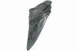 Partial Fossil Megalodon Tooth - South Carolina #235915-1